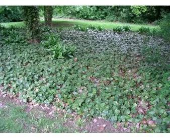 Isotahokas muratti maanpeitteeksi