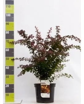 Punainen Berberis-pensas aidalle