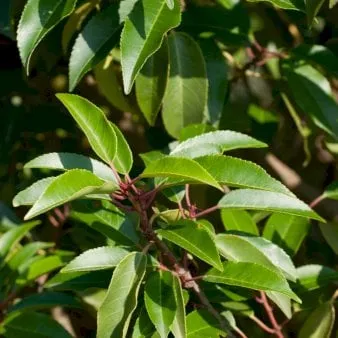 Portugalinlaakerikirsikka