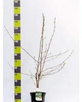 Pensasaita vaahterasta