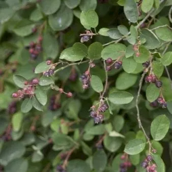 Koristeomenapuu Amelanchier
